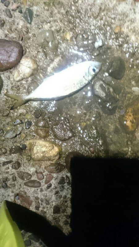 やっぱり面白い。