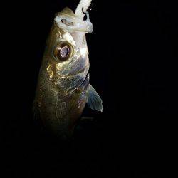 ナイトライトゲーム