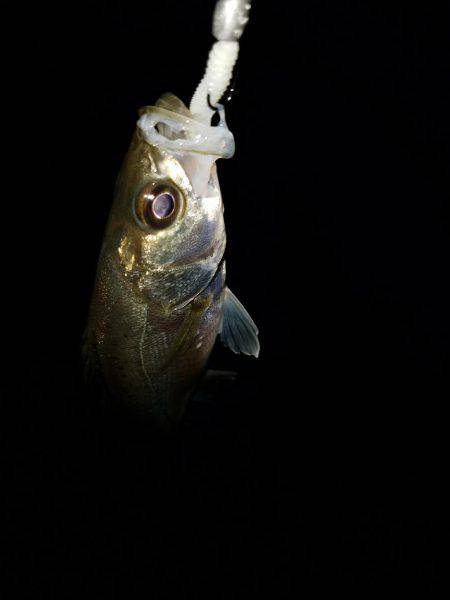 ナイトライトゲーム