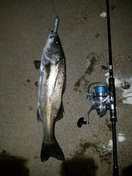 シーバスフィッシング