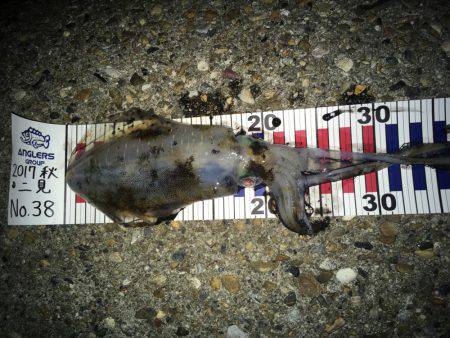 アオリイカゲームとタチウオゲーム