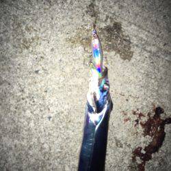 サゴシとタチウオ96cm