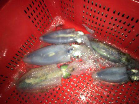 アオリイカ解禁