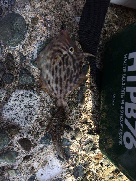 五目釣りならず