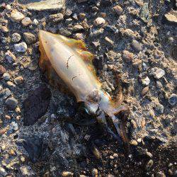 スレています。