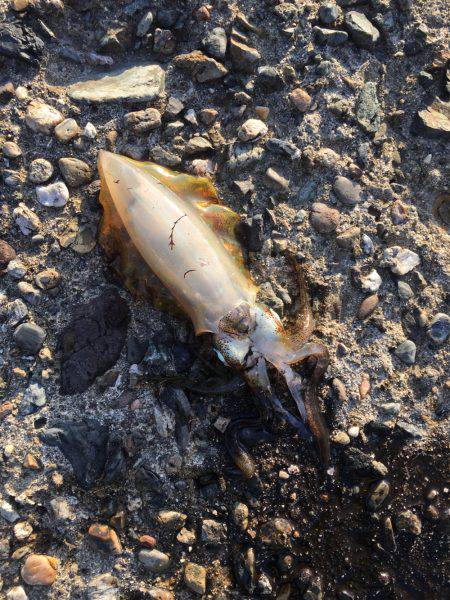 スレています。