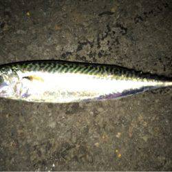 苫小牧にてロックフィッシュをバーチカルに狙う