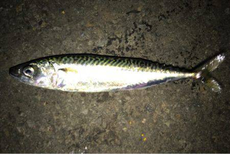 苫小牧にてロックフィッシュをバーチカルに狙う