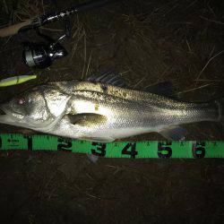 ジョイントルアー