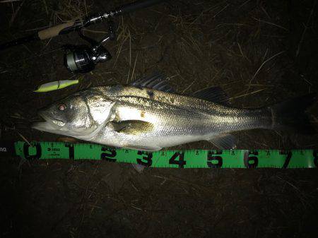 ジョイントルアー