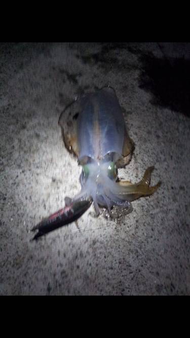 数は伸びず。。。