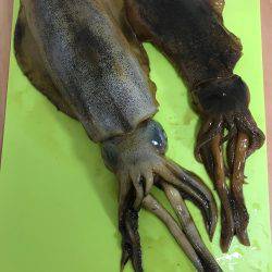 アオリイカを求めて