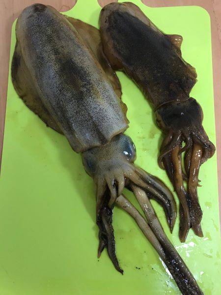 アオリイカを求めて