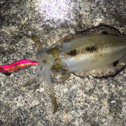 明石周辺エギング