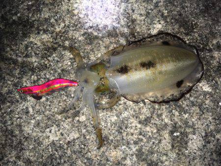 明石周辺エギング