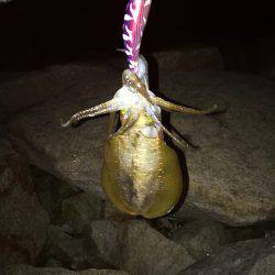 昨日届いたエギを試したくて