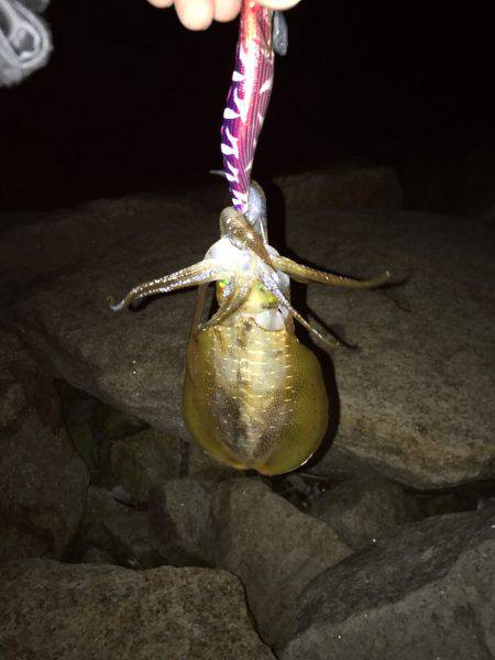 昨日届いたエギを試したくて