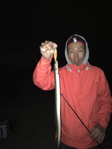 アオリイカ☆ハモ！？タチウオゲーム