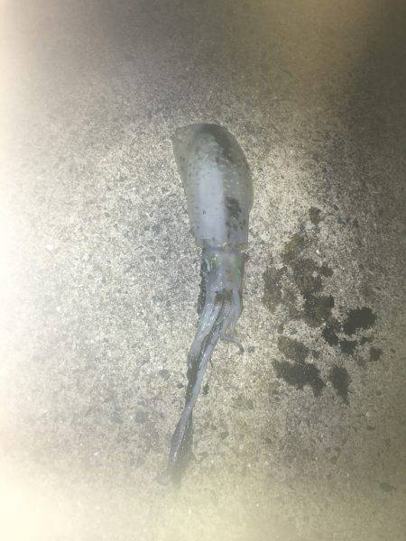 デジタルスケール買っちゃった☆