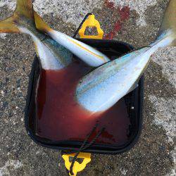 サゴシはノーサンキュー