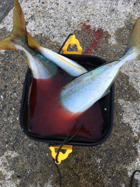 サゴシはノーサンキュー