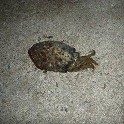 淡路島アオリイカ釣行