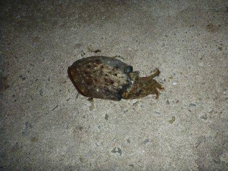 淡路島アオリイカ釣行