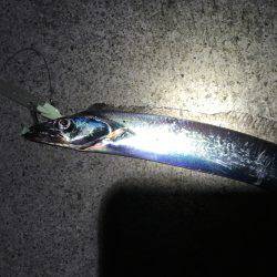 サゴシとタチウオ