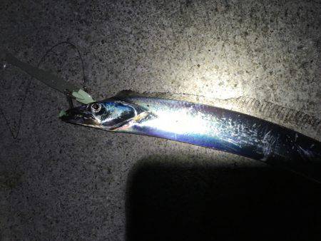 サゴシとタチウオ