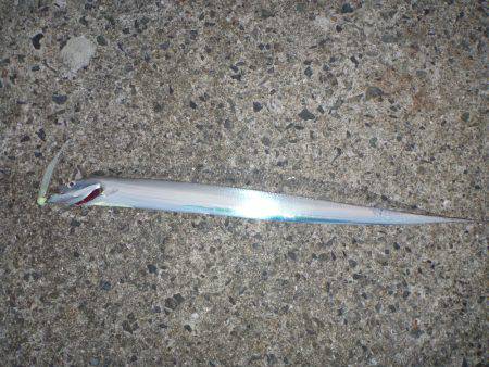 岸和田一文字 青物・タチウオ狙い