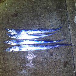 南港タチウオ 徐々に湾奥へ！