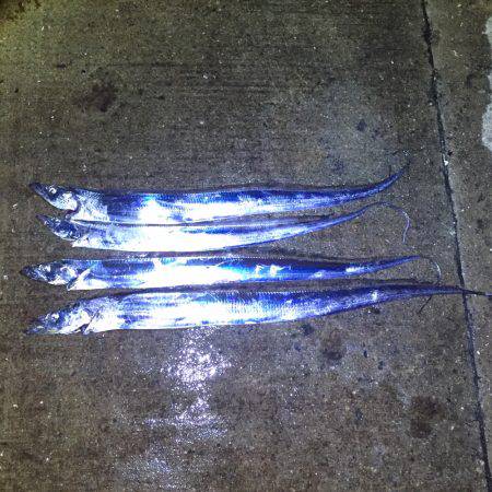 南港タチウオ 徐々に湾奥へ！