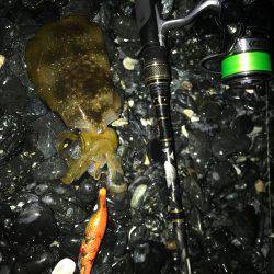 ナイトエギング‼︎