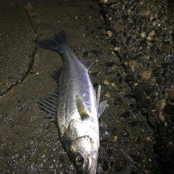 秋シーバス好調(๑╹ω╹๑ )