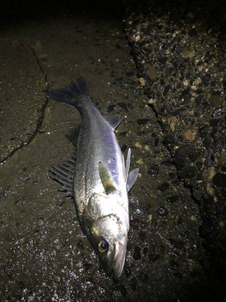 秋シーバス好調(๑╹ω╹๑ )