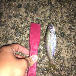 またまた渋いアジング