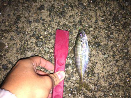 またまた渋いアジング