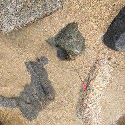 デイ・サーフエギング