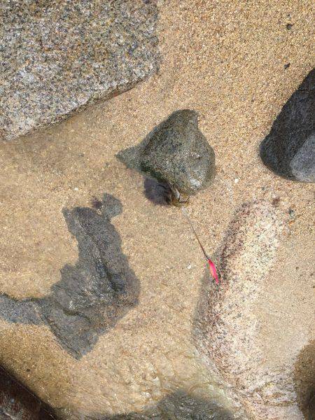 デイ・サーフエギング