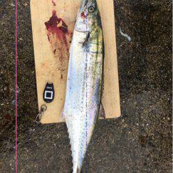 ドラゴン捕獲！