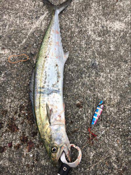 SSJで謎の魚ゲットしました