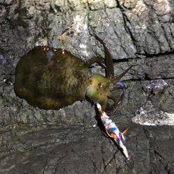 磯でアオリイカ