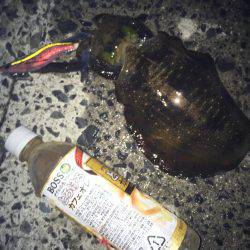 まったりエギング