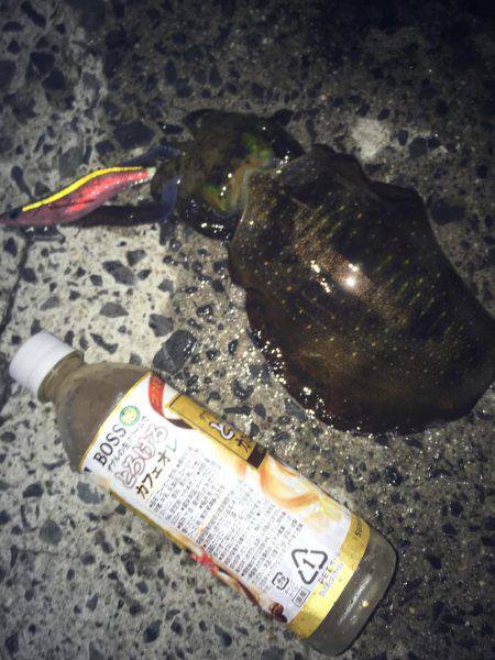 まったりエギング