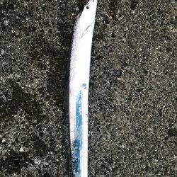 シーバス狙いが