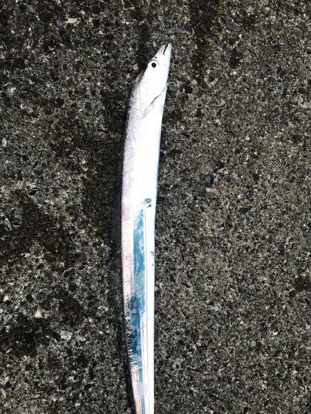 シーバス狙いが