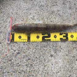 明け方 タチウオ 明けてエソ