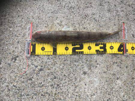 明け方 タチウオ 明けてエソ