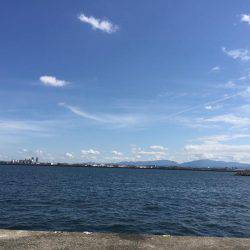 岸和田一文字サワラ！