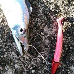 タチウオ爆釣と言ってもいいですか